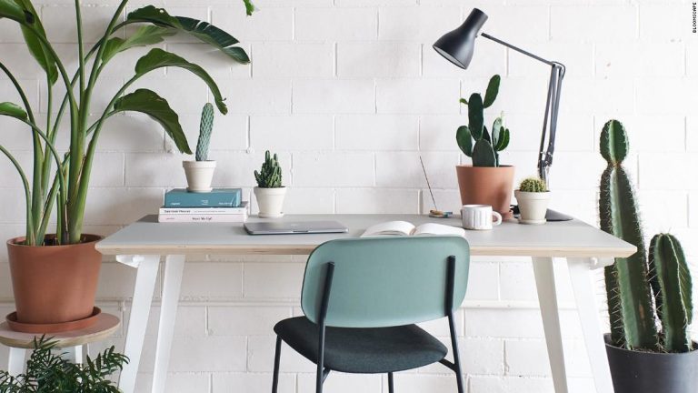 10 Indoor Plants That Would Beautify Your Home