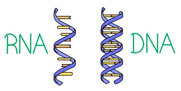 What Is the Concept Behind RNA And DNA Functioning