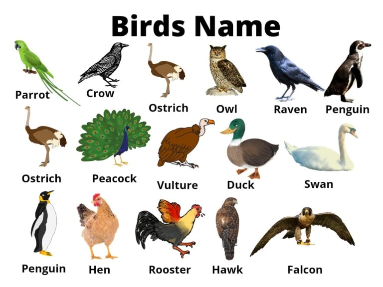 Birds Name in Punjabi, English