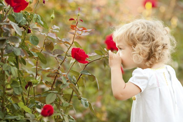 Rose Day Wishes, Messages and Quotes