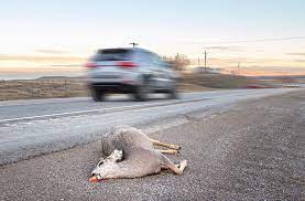Does My Insurance Cover Hitting A Deer?