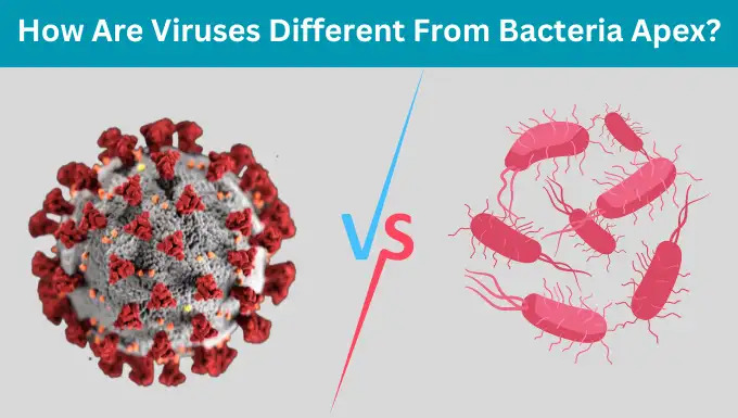 How Are Viruses Different from Bacteria Apex?